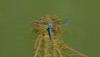 Anax imperator